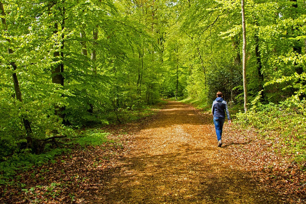Spaziergänger im Wald by Pixabay Waldbaden - Jagdfakten.at informiert