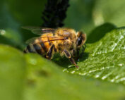 Die Rolle der Bienen im Wald - Jagdfakten.at informiert