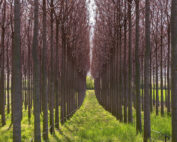 Paulownia Baum: Jagdfakten.at informiert