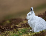 Alpenschneehase: Wildtier des Jahres 2025 - Jagdfakten.at informiert