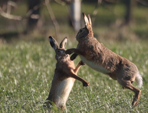 Frühlingsgefühle bei Wildtieren