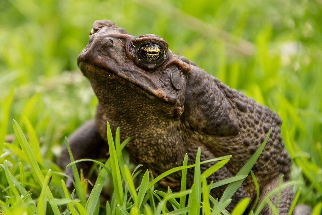 Kröte im grünen Gras - Jagdfakten.at informiert über die Krötenwanderung im Frühjahr