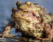 Krötenpaar bei der Krötenwanderung im Frühling - Jagdfakten.at informiert