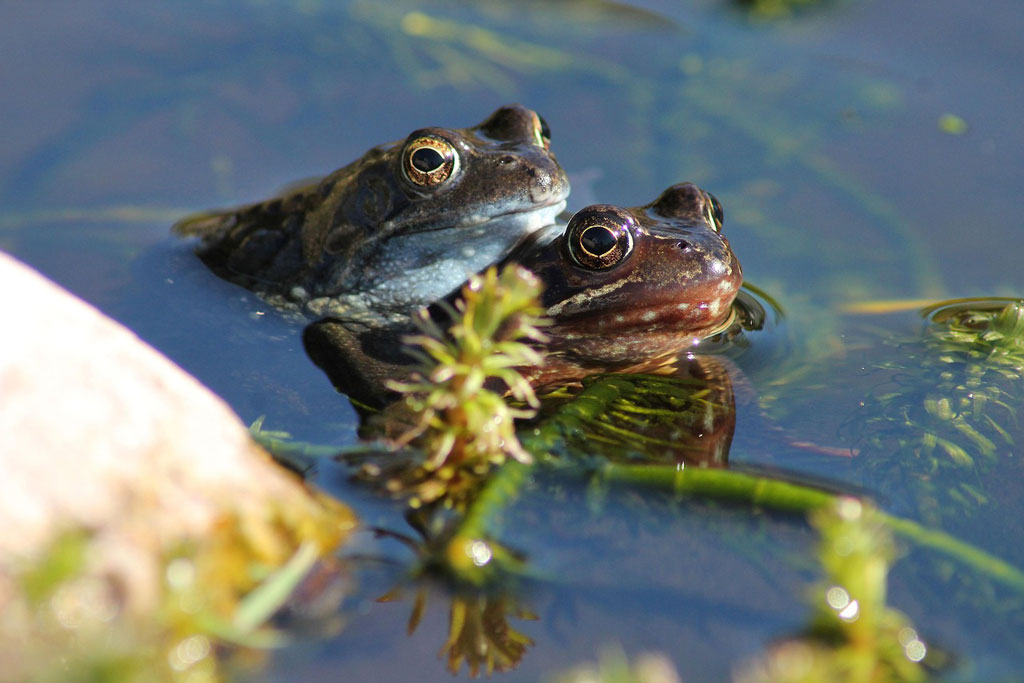 Krötenpaar im Wasser - Jagdfakten.at informiert