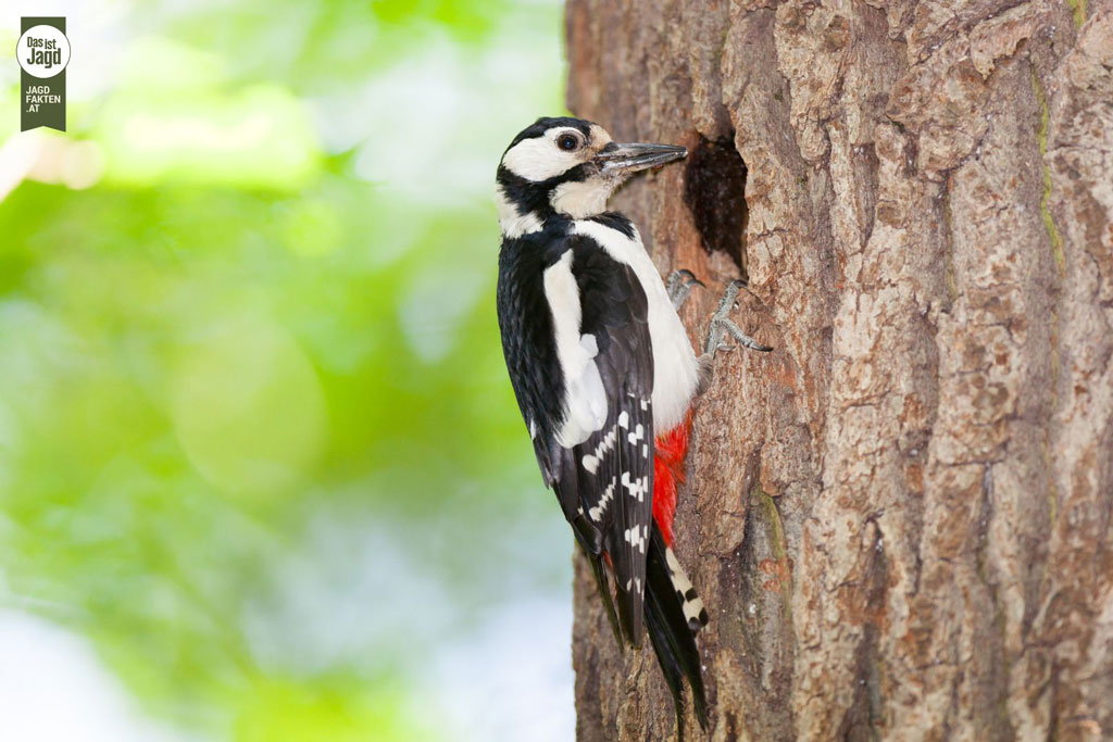 Specht im Frühling - Jagdfakten.at informiert