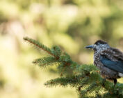 Tannenhäher: Jagdfakten.at informiert