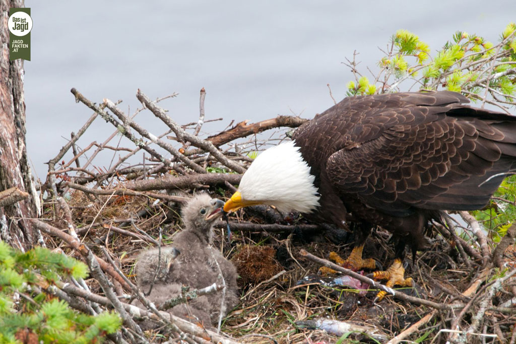 Adler im Nest - Jagdfakten.at informiert über Nesthocker oder Nestflüchter