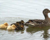 Entenfamilie im Wasser - Jagdfakten.at informiert über Nesthocker oder Nestflüchter