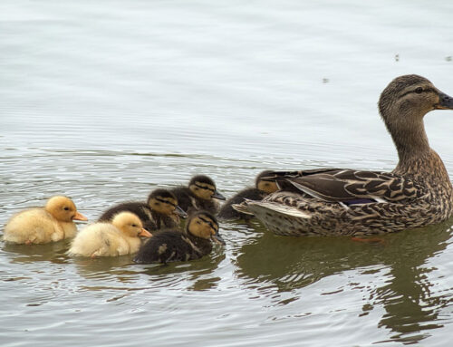 Nesthocker oder Nestflüchter?