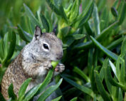 Erdhörnchen - warum kalifornische Ziesel zu Fleischfresser werden: Jagdfakten.at informiert über US-Langzeitstudie