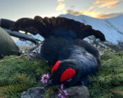 Jagd auf Raufußhühner sinnvoll? Jagdfakten.at informiert.