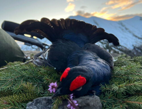 Macht Jagd auf Raufußhühner Sinn?