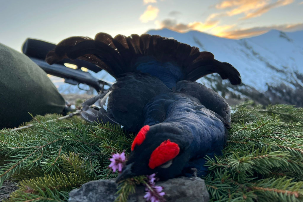 Jagd auf Raufußhühner sinnvoll? Jagdfakten.at informiert.