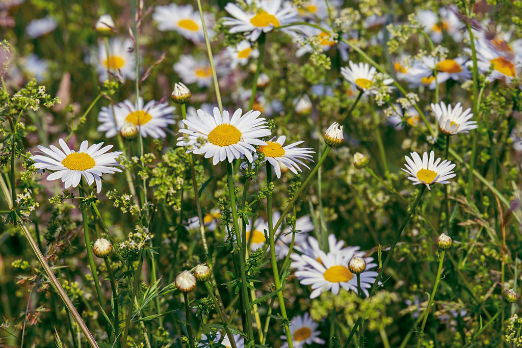 Gänseblümchen, insektenfreundlicher Garten: Jagdfakten.at informiert