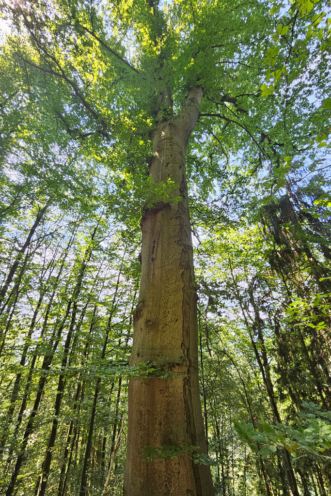Laubbaum - Jagdfakten.at informiert