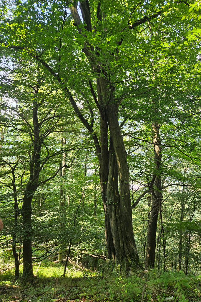 Laubholzmischwald - Jagdfakten.at informiert