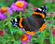 Schmetterling auf Blumenwiese - ein insektenfreundlicher Garten: Jagdfakten.at informiert