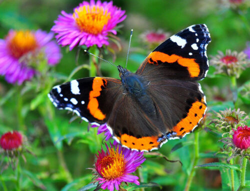 Insektenfreundlicher Garten
