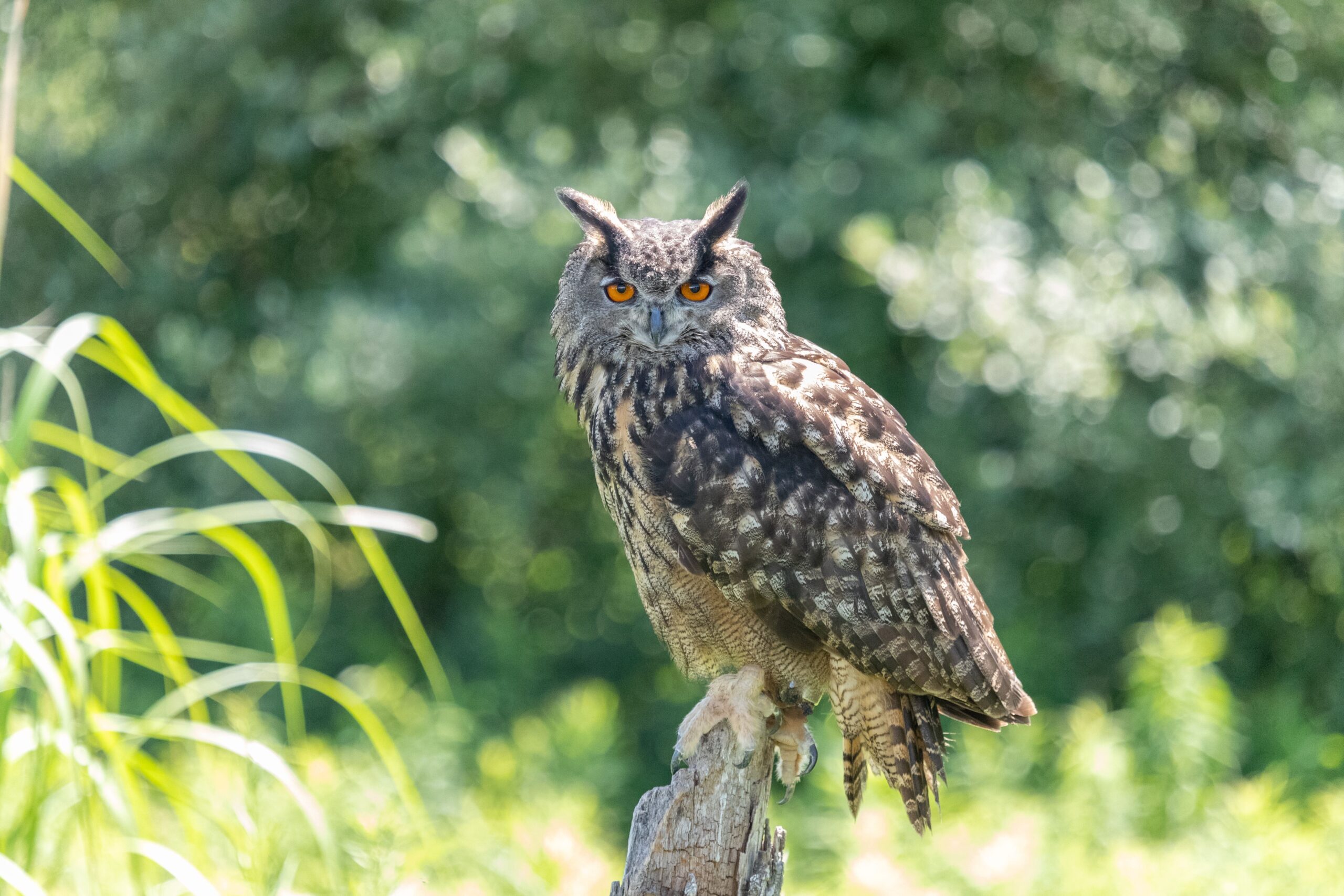 Portrait of an eagle owl sitting on an old stump with green nature blurred background Uhu, Jagdfakten.at informiert