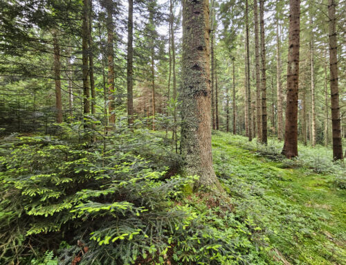 Lebenszyklus Wald – vom Keimling zum alten Baum