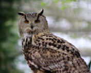 Waldohreule - Jagdfakten.at informiert über Eulen und Käuze