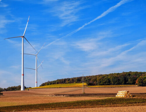 Energie mit Gegenwind: Töten Windräder Vögel?