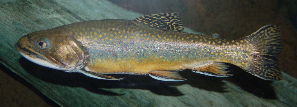 Bachsaibling - Jagdfakten.at informiert, wie unsere Fische laichen
