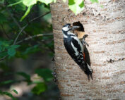 Buntspecht vor Spechthoehle: Jagdfakten.at informiert