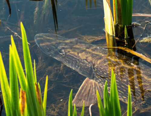 Wie laichen unsere Fische