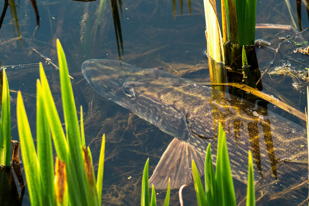 Hecht - Wie laichen unsere Fische? Jagdfakten.at informiert