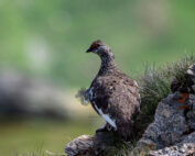 Alpenschneehuhn - Jagdfakten.at informiert