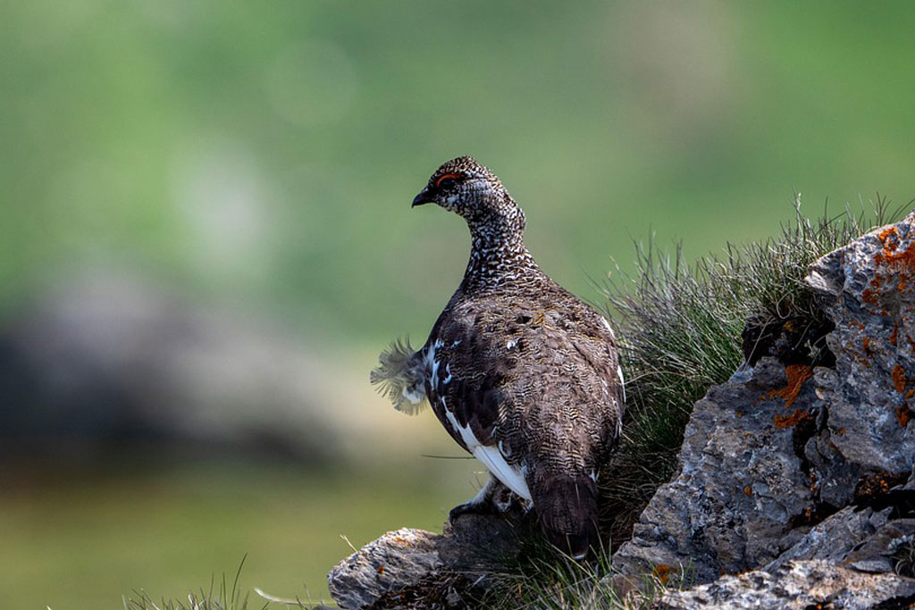 Alpenschneehuhn - Jagdfakten.at informiert