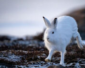 Alpenschneehase - ein kurzer Steckbrief: Jagdfakten.at informiert
