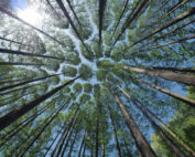 Wie trinken Bäume: Jagdfakten.at informiert