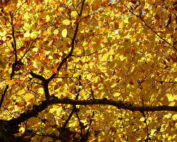 Klimasünder Wald - Jagdfakten.at informiert