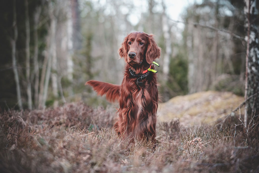 Jagdhund, Foto: Unsplash Was kostet die Jagd in Österreich - von Ausbildung bis Jagdhund & Jagdpacht: Jagdfakten.at informiert