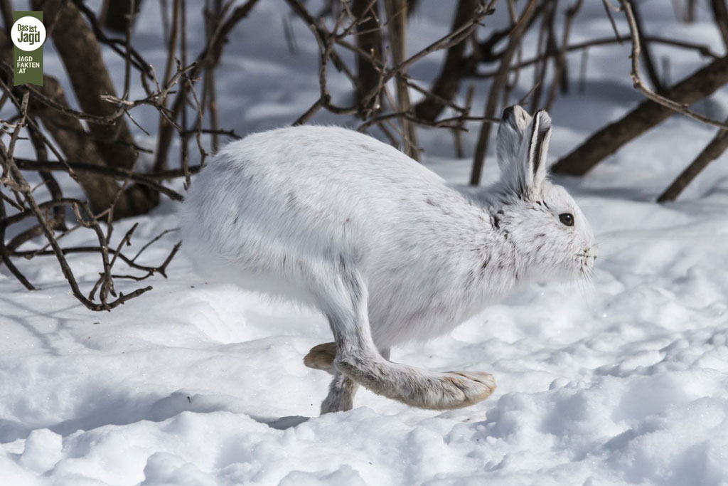 Schneehase im Schnee, Canva by jagdfakten.at Schneehase - ein kurzer Steckbrief: Jagdfakten.at informiert