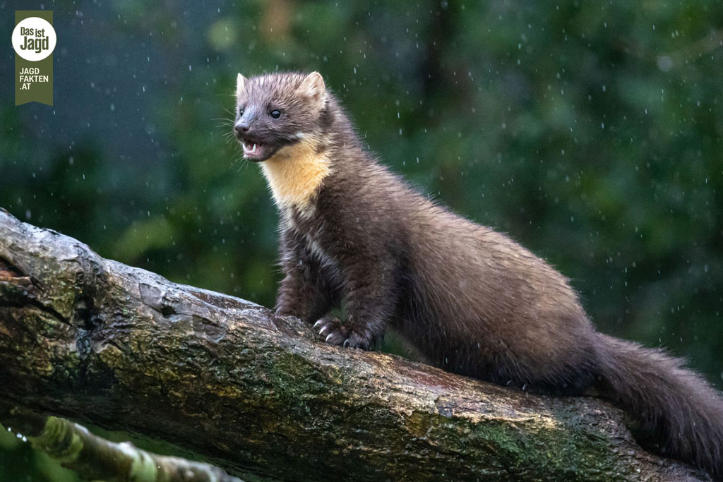 Baummarder, Foto: Canva by Jagdfakten Baummarder - Jagdfakten.at informiert