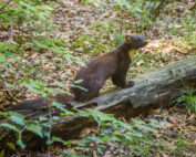 Baummarder - Jagdfakten.at informiert