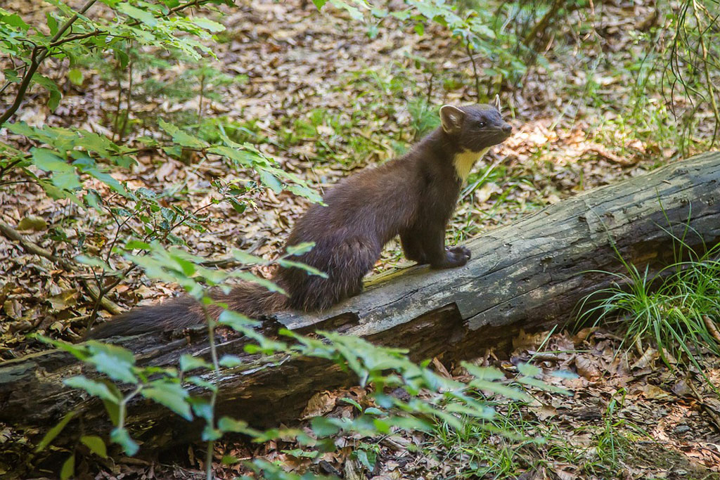 Baummarder, Foto: Pixabay Baummarder - Jagdfakten.at informiert