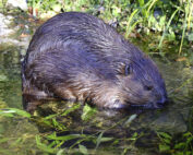 Wie kam es zum Biber in der Küche: Jagdfakten.at informiert