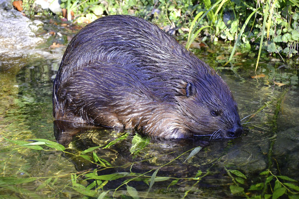 Biber am Wasserrand, Foto: Pixabay Wie kam es zum Biber in der Küche: Jagdfakten.at informiert