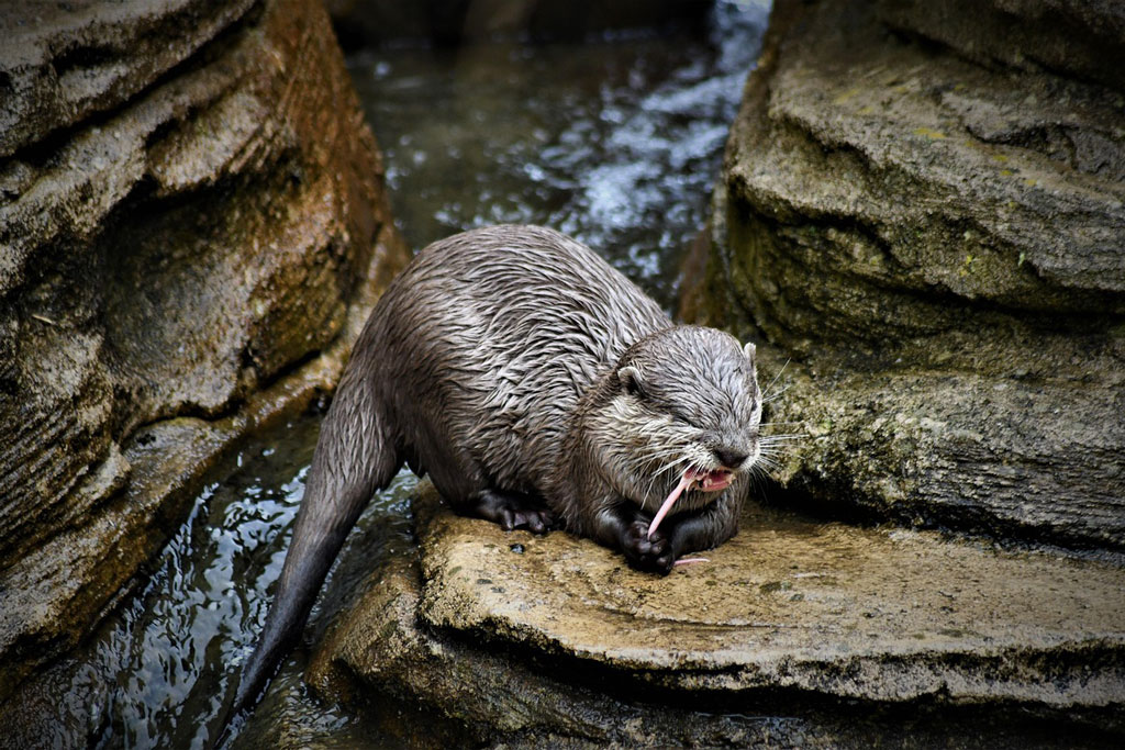 Fischotter auf Stein, Foto: Pixabay Fischotter - Jagdfakten.at informiert