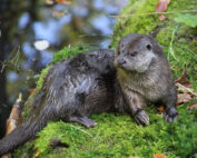 Fischotter - Steckbrief: Jagdfakten.at informiert