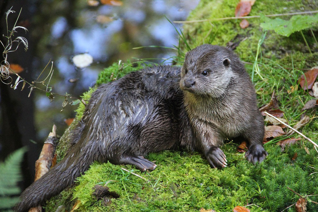 Fischotter auf bemoosten Stein, Foto: Pixabay Fischotter - Steckbrief: Jagdfakten.at informiert