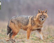 Goldschakal - Jagdfakten.at informiert