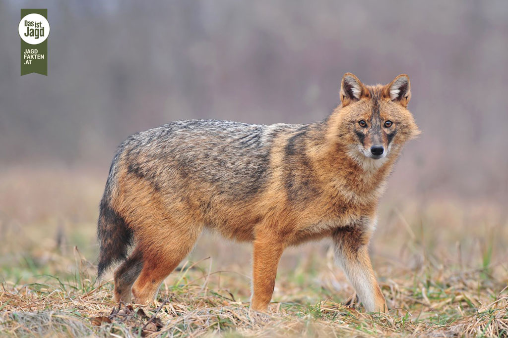 Goldschakal - Jagdfakten.at informiert