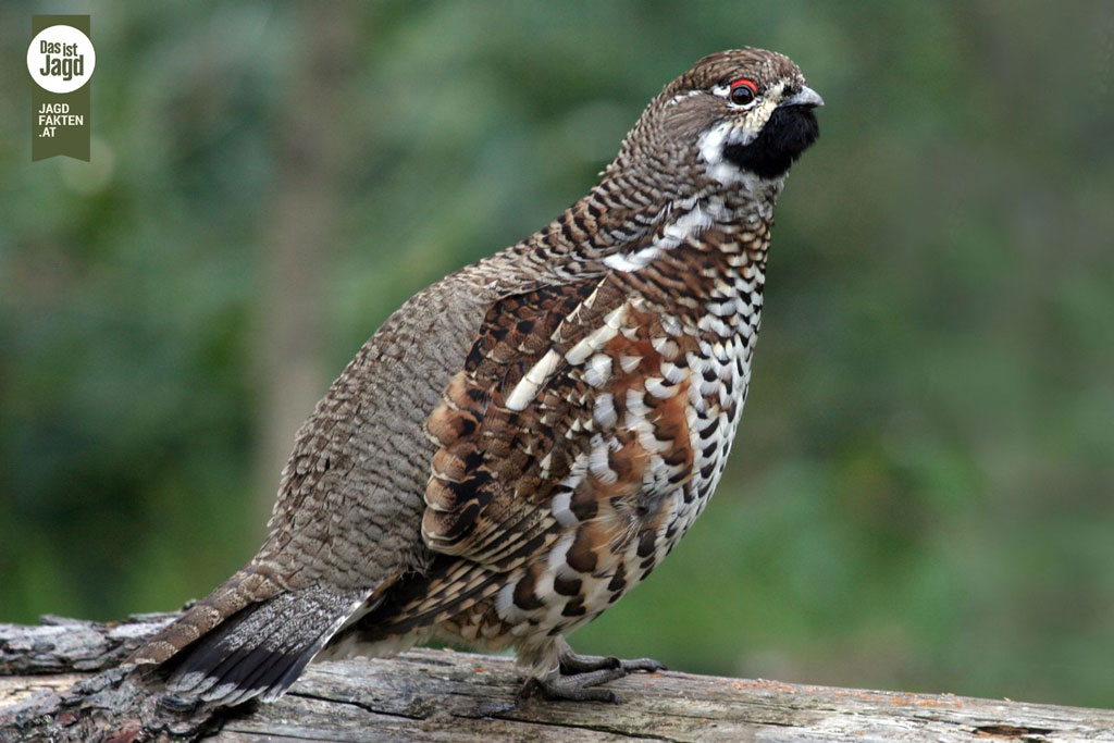 Haselhahn auf Baumstamm, Foto: Canva by Jagdfakten.at Haselhahn: Jagdfakten.at informiert