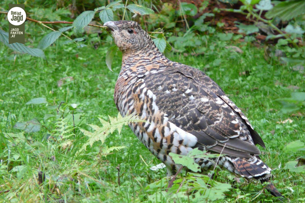Haselhenne im Gras, Foto: Canva by Jagdfakten.at Haselhenne: Jagdfakten.at informiert
