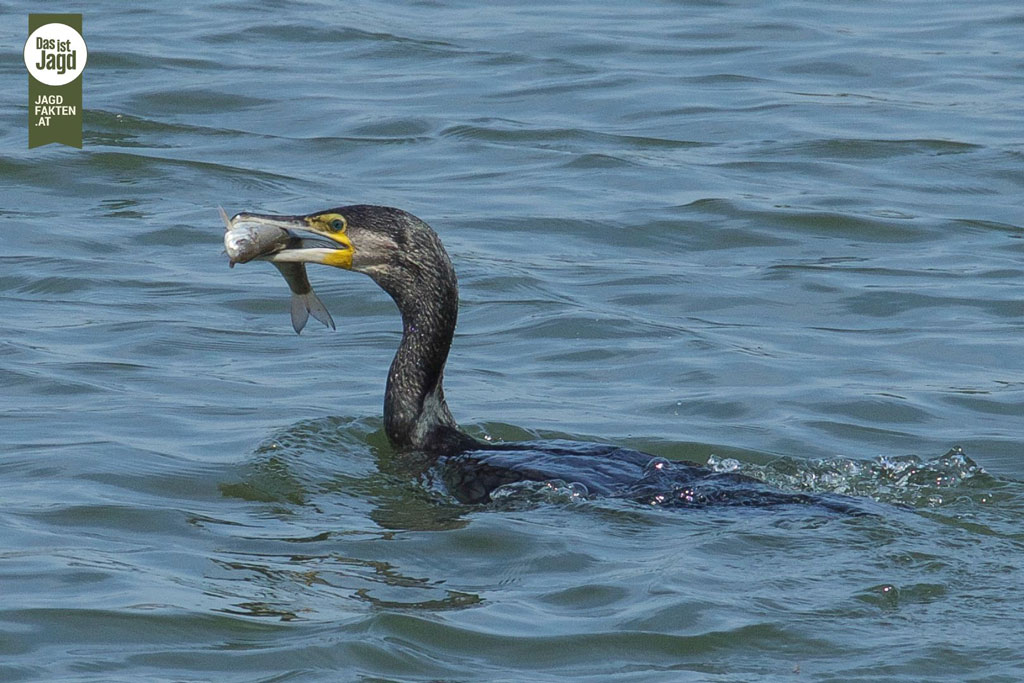 Kormoran mit Fisch im Wasser - Jagdfakten.at informiert